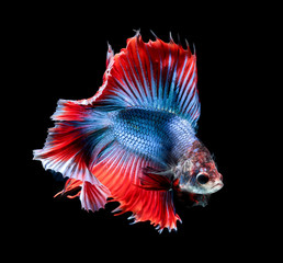 Betta fish, siamese fighting fish, betta splendens (Fullmoon betta.)isolated on black background.