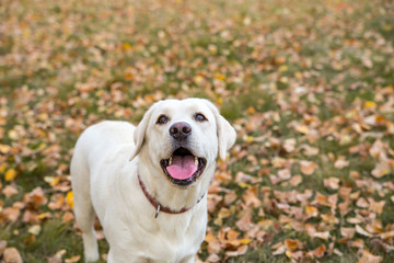 yellow labrador in the park in autumn