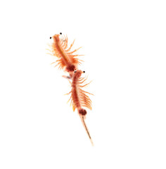 artemia plankton isolated on white background
