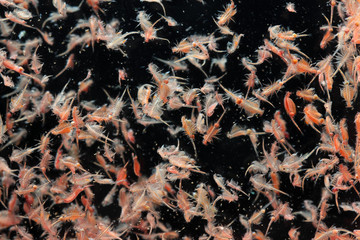 artemia plankton isolated on black background - obrazy, fototapety, plakaty