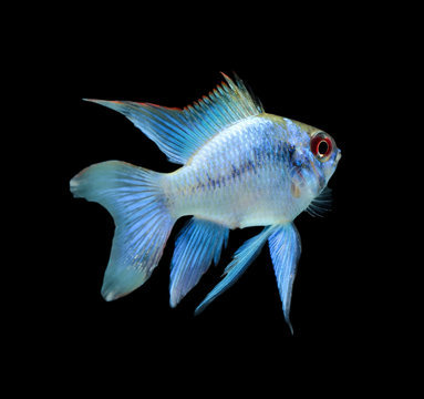 Electric Blue Ram (Mikrogeophagus ramirezi) aquarium fish