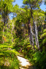 Track in Abel Tasman National Park, New Zealand