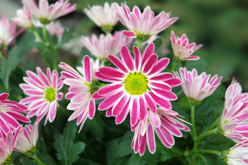 Fototapeta premium White-pink chrysanthemums among greenery in the greenhouse.