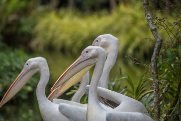 Zoo Singapore