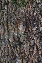 текстура коры ствола дерева