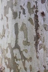 текстура коры ствола дерева