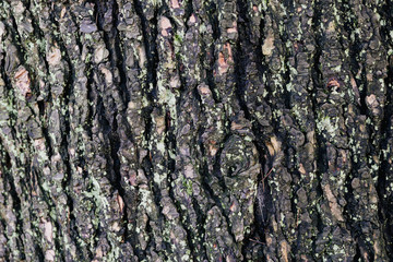 текстура коры ствола дерева © yfcnz1799