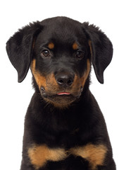 rottweiler puppy portrait on a white background