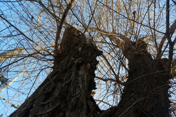 tree and sky