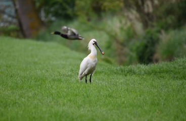 Spoonbill