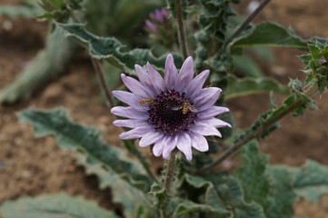 Fototapeta premium Berkheya purpurea Zulu worrior
