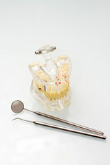 Dentist tools mirror with jaw