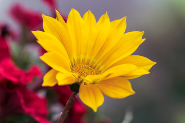 Yellow Balkon Flower