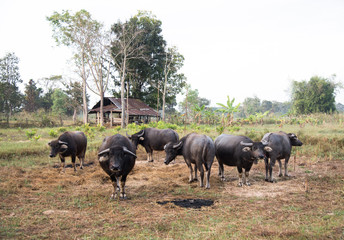 Group of buffalo in farmland.