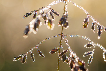 grass  with drops of dew shining in the sun