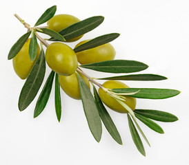 OLIVE BRANCH