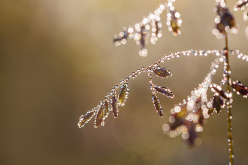 grass with drops of dew shining in the sun