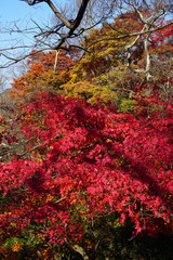 秋の高遠城址公園