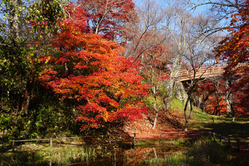 秋の高遠城址公園