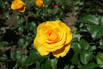 Golden yellow flower of rose in the garden