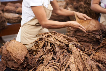 Honduras Cigar Factory - obrazy, fototapety, plakaty