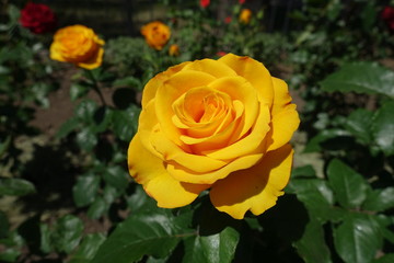 Honey yellow flower of rose in the garden