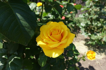 Yellow flower of rose in the garden