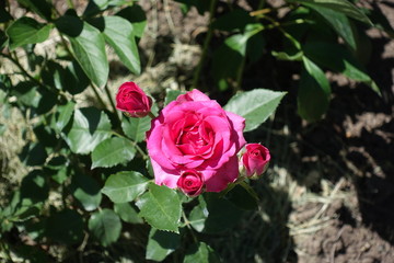 Three buds and flower of pink rose