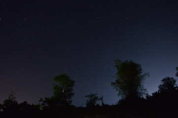 sky and trees