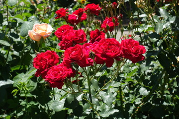 Crimson red flowers of roses in the garden