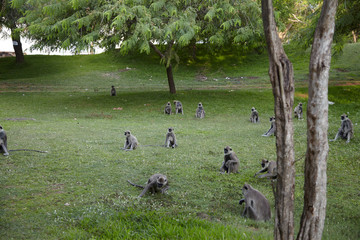 ducks on the lake，Sri Lanka,Photographer ray