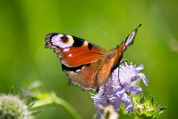 Peacock butterfly on a blossom in the summer.