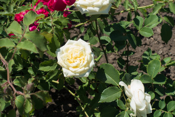 Ivory white flowers of rose bush in the garden