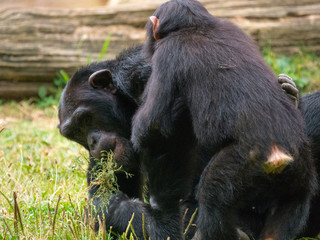 Chimpanzé