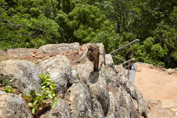 rock in the canyon，Sri Lanka