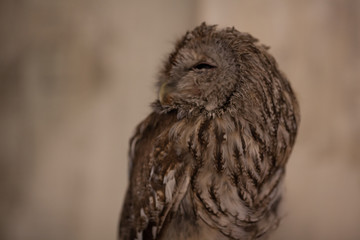 portrait of an owl