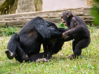 Chimpanzé
