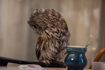 beautiful owl
