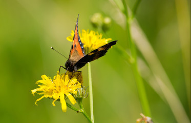 Small tortoiseshell on a blossom in the summer.