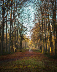 Obraz premium Bright skies over the forest