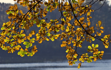 Novemberherbst am See
