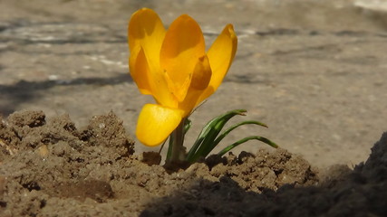 Fototapeta premium yellow crocus in the field