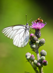 Black-veined white on a thistle. Bohemian Forest. Czech Republic.