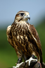 Fototapeta premium Hawk bird, Accipiter gentilis perched, portrait of a bird.