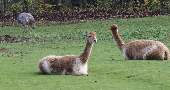 Vikunja - Vicugna vicugna - Lama glama