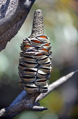 Burnt Banksia serrata cone releasing seeds. Opened by a bushfire in the Royal National Park, NSW, Australia