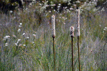 Three young flowering Australian grass trees, Xanthorrhoea, growing among wildflowers, Royal National Park, NSW, Australia.