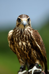 Hawk bird, Accipiter gentilis perched, portrait of a bird.