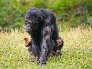 Chimpanzé