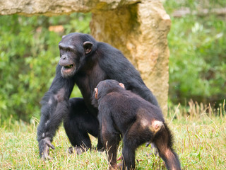 Chimpanzé